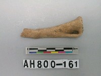 藏品(獸骨殘骸)的圖片